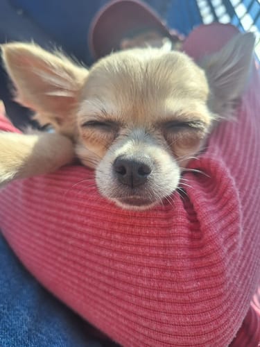 Customer photo review of Houndware 2-in-1 Pro Anti-Bark & Remote Training Collar