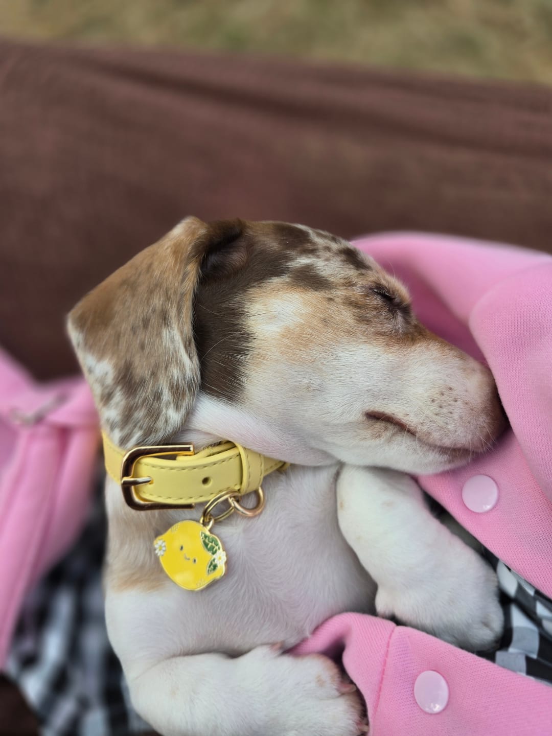 Customer photo review of Primrose Dog Collar