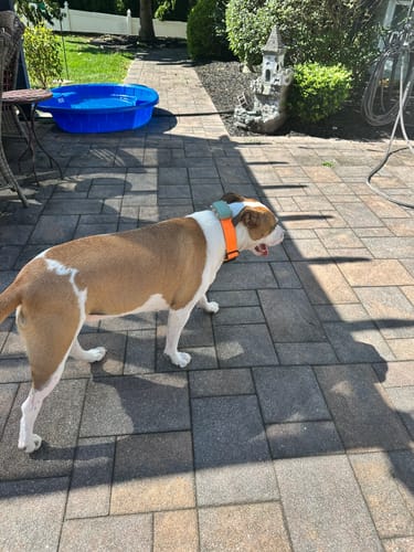 Mario D. review of 4cm Combat® Collar | Rated Clip - NO HANDLE - Orange image 1 out of 5