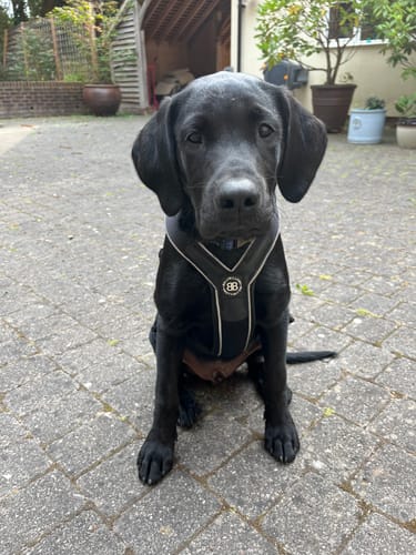 Rachel L. review of Slip on Harness | Foam Padded - Black image 1 out of 1