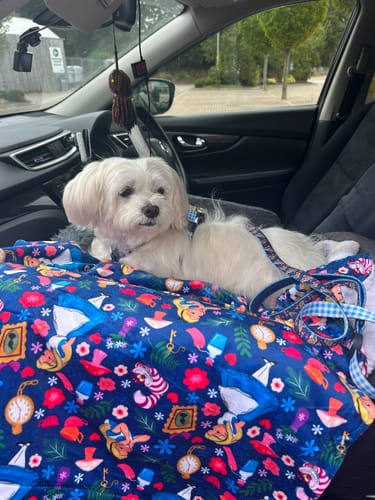 Customer photo review of Dog Blanket - Alice In Wonderland