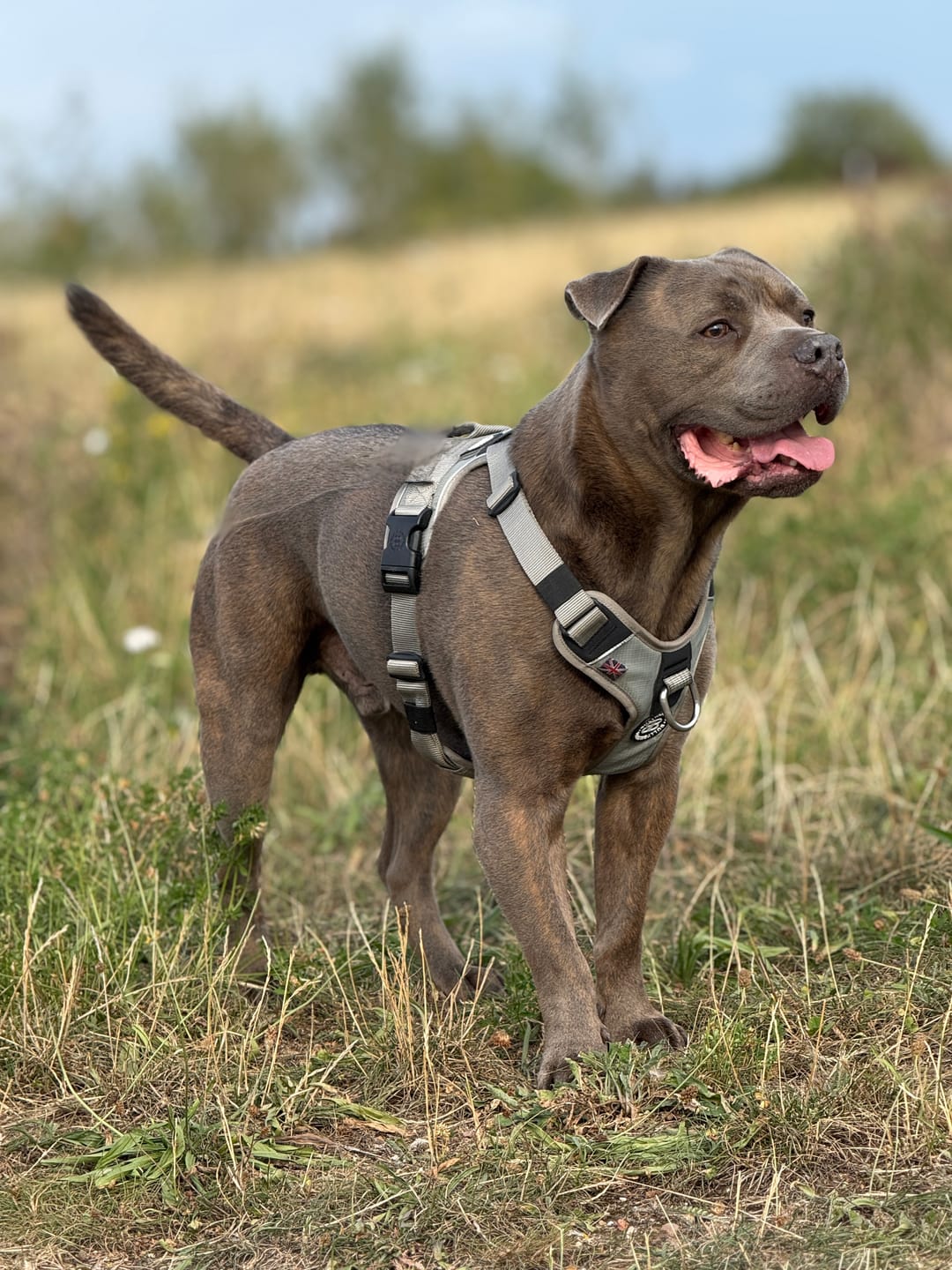 Customer photo review of Anti Pull Hurricane Harness - With Handle - Grey