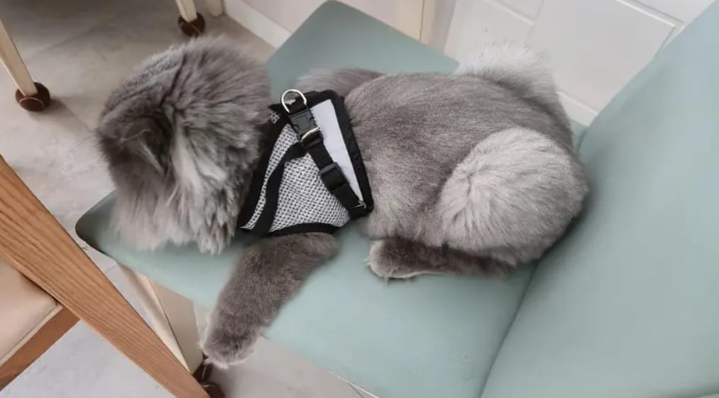Customer photo review of SnugFit - Ontsnappingsveilig Reflecterend Kattentuig