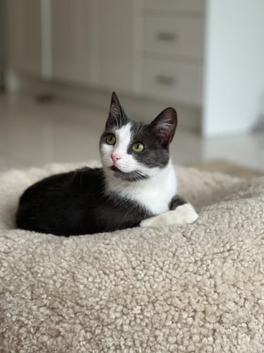 Customer photo review of 1 Month Supply – 1 Cat