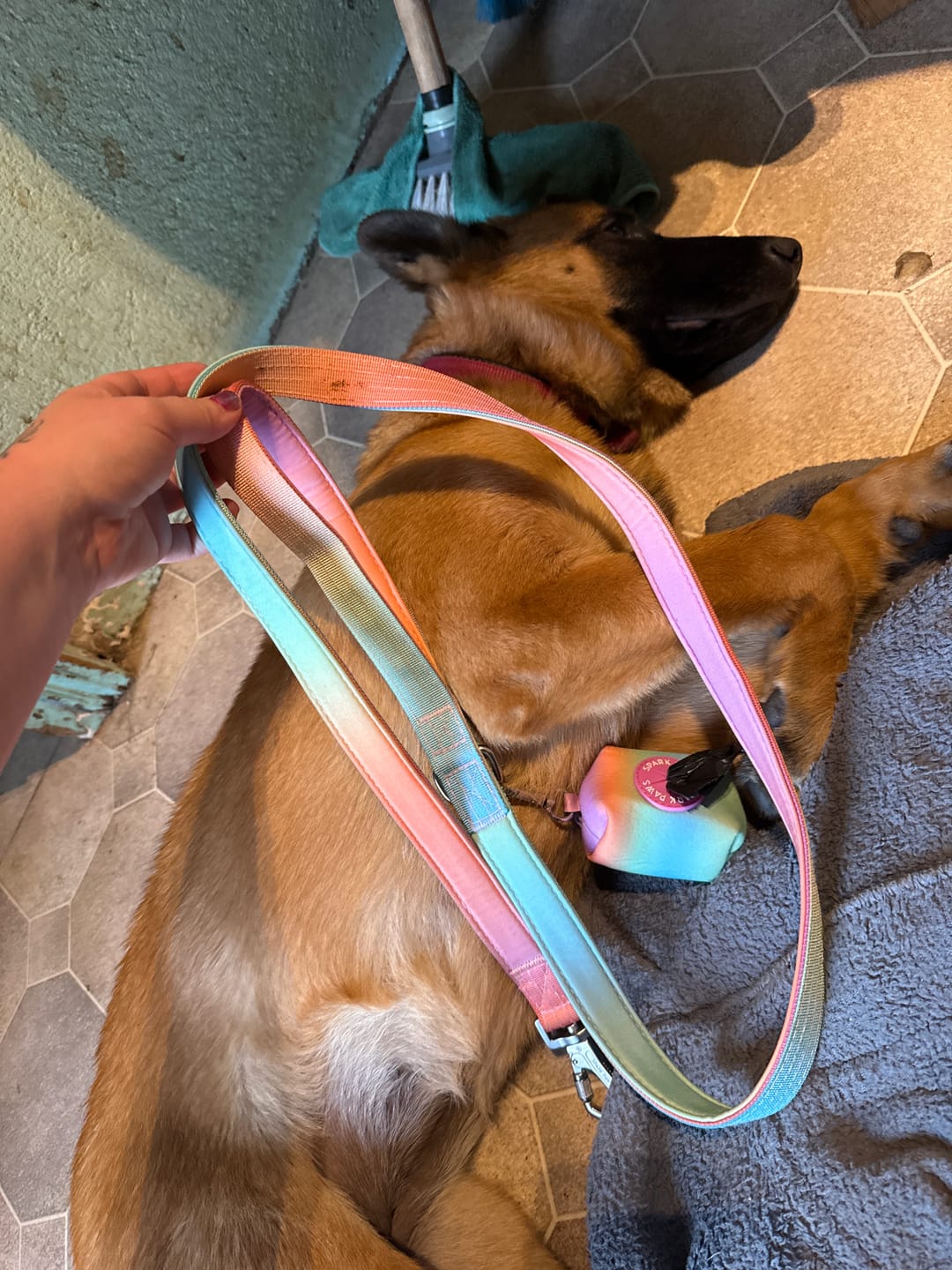 Customer photo review of Leash and Poop Bag Holder Set - Pastel Icing