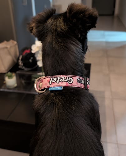 Customer photo review of Collar personalizado para Mascota: Corazones