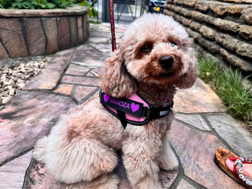 Customer photo review of FunFunPet 高機能ハーネス（お名前タグ作成サービス付き）