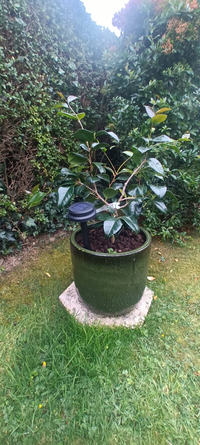 Customer photo review of Camellia Japonica 'Tricolour' 70cm 3L