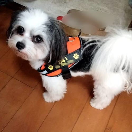 Customer photo review of FunFunPet 高機能ハーネス（お名前タグ作成サービス付き）