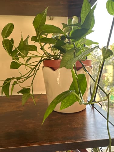 Customer photo review of Pothos Epipremnum pinnatum 'Cebu Blue'