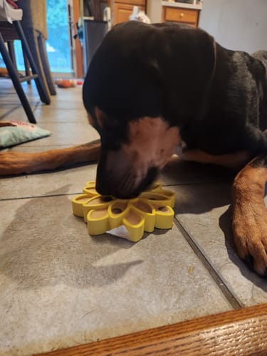 Customer photo review of FreezSunflower - Interactive Frozen Sunflower Dog Chew