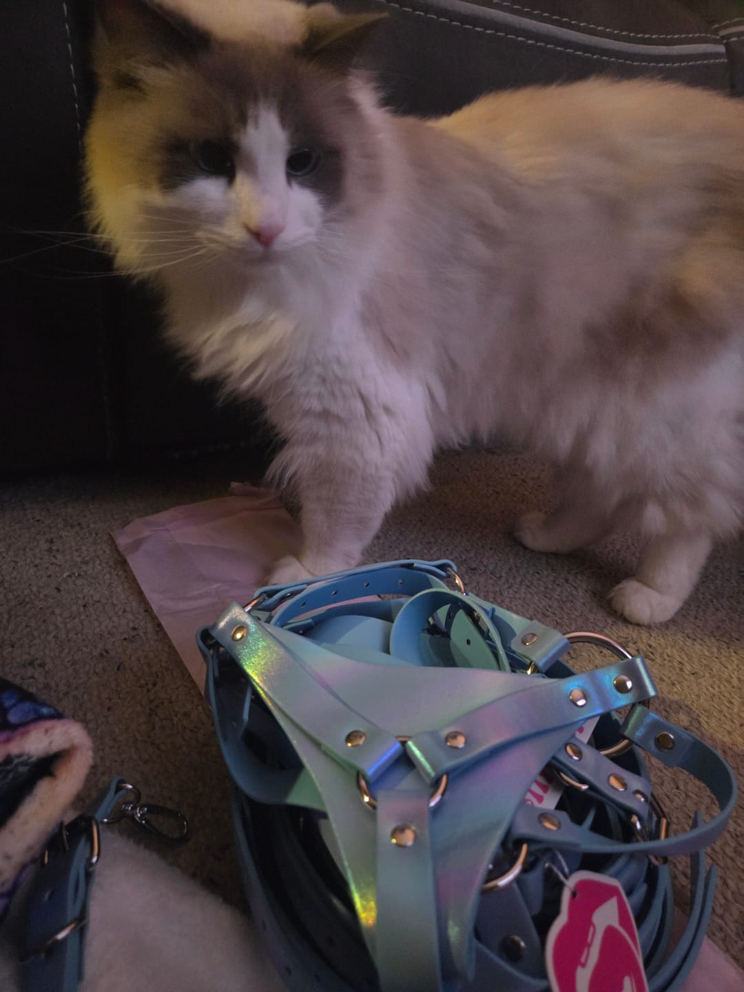 Customer photo review of TORI BRA HARNESS