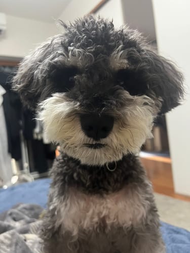 Customer photo review of FunFunPet 高機能ハーネス（お名前タグ作成サービス付き）