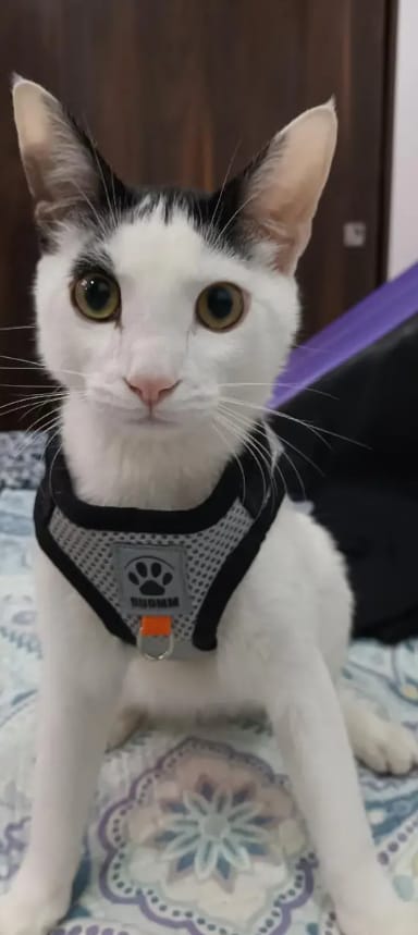 Customer photo review of SnugFit - Ontsnappingsveilig Reflecterend Kattentuig