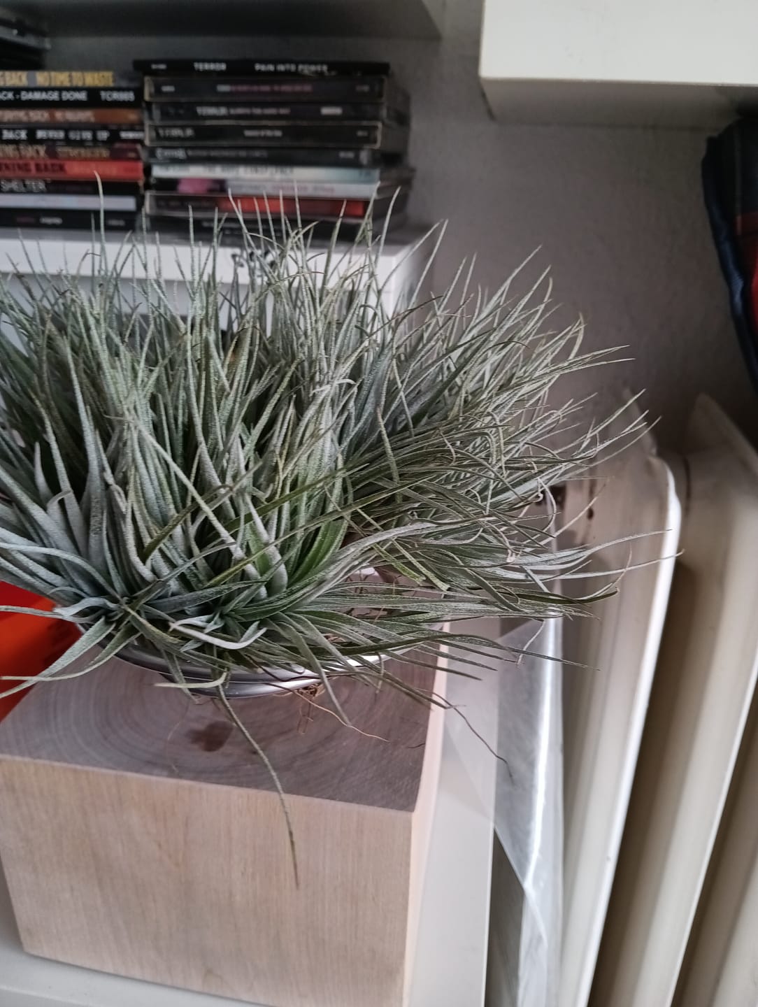 Customer photo review of Tilly Xylo - Gigant