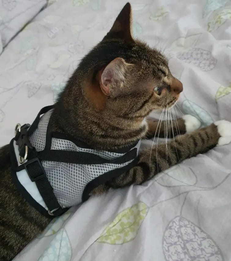 Customer photo review of SnugFit - Ontsnappingsveilig Reflecterend Kattentuig