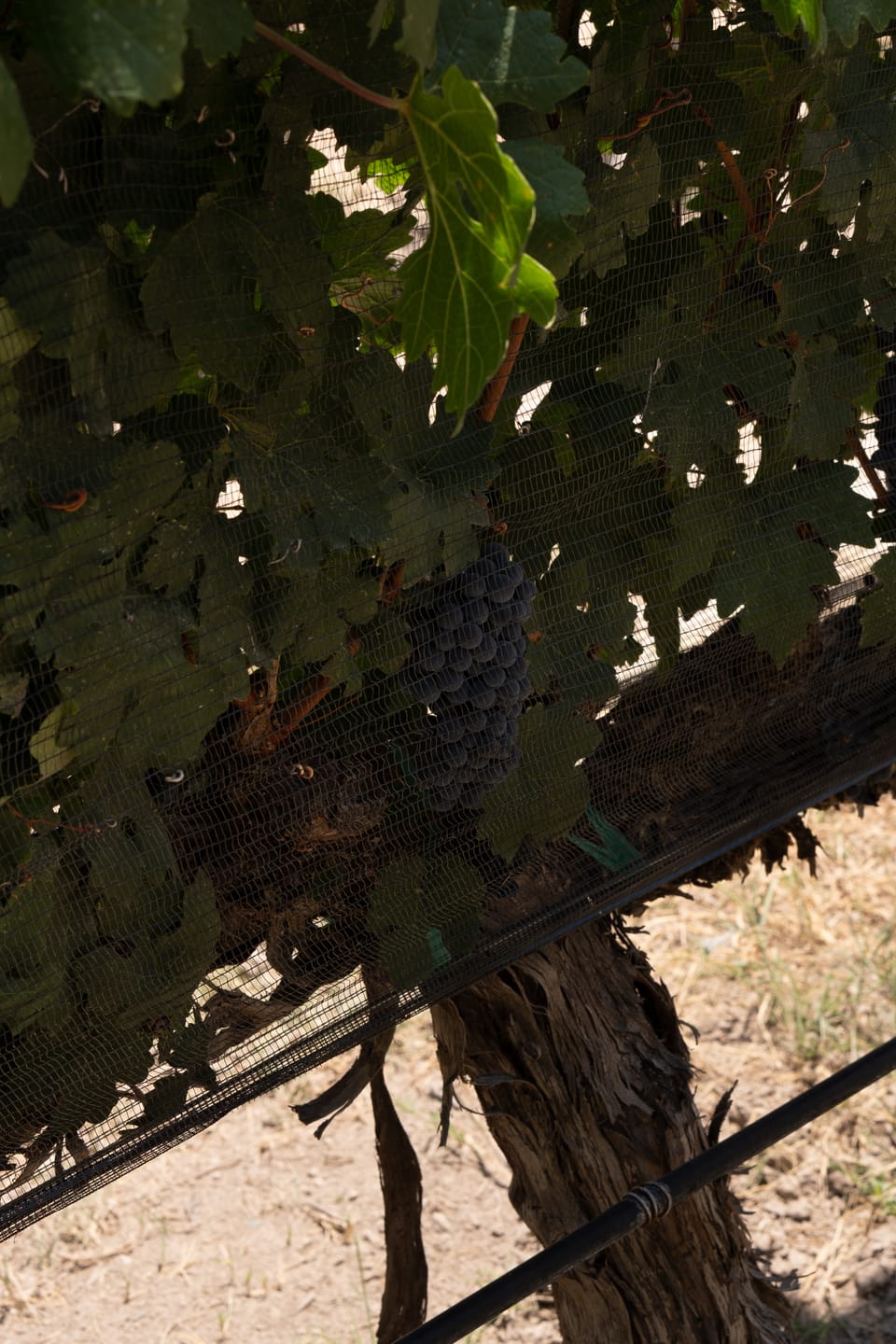 Customer photo review of Crea Tu Vino