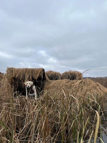 Customer photo review of Hunting Blind Raffia Grass (Pack)
