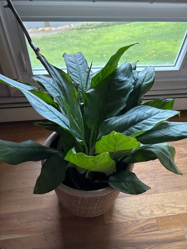 undefined review of Fungus Gnat Death Drops image 1 out of 1