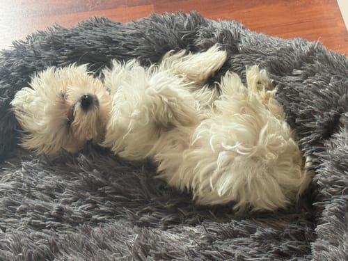 Customer photo review of Belune® Hundebett mit waschbarem Bezug