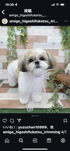 Customer photo review of FunFunPet 高機能ハーネス（お名前タグ作成サービス付き）