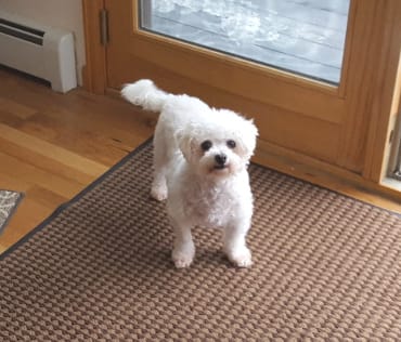 Customer photo review of Dog WALK-EASY™ Advanced Hip & Joint Pain Remedy