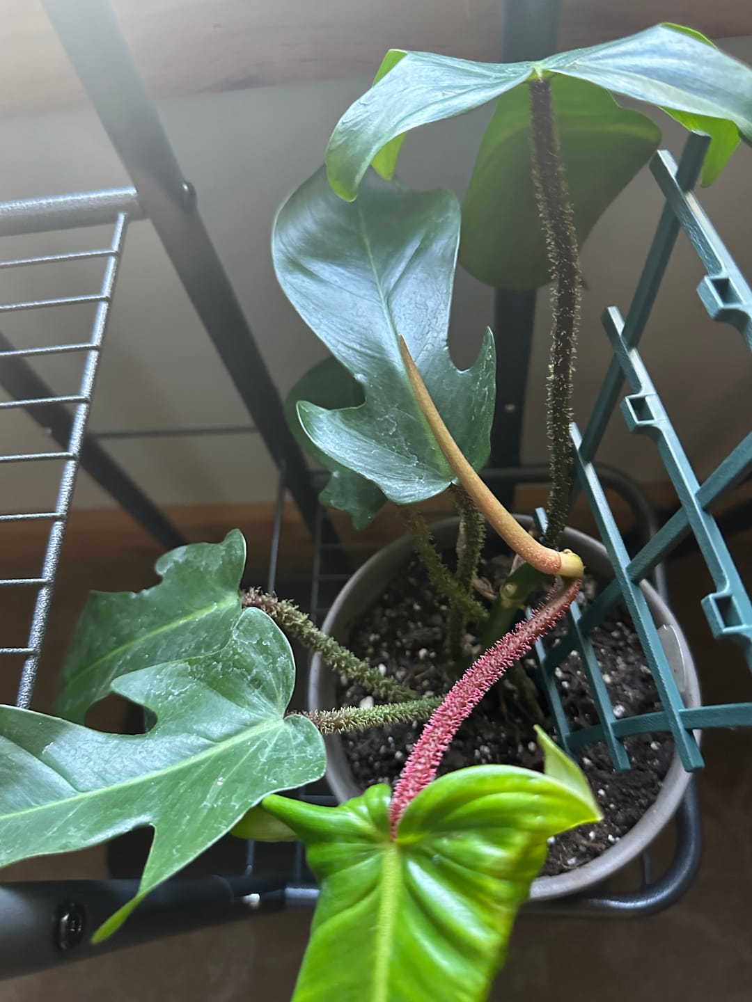 Customer photo review of Philodendron squamiferum