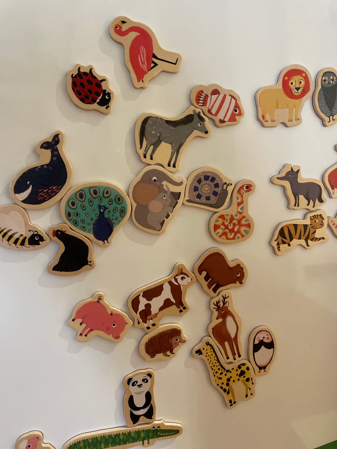 Customer photo review of Holz-Magnete „Magnimo“ – Eine tierische Weltreise