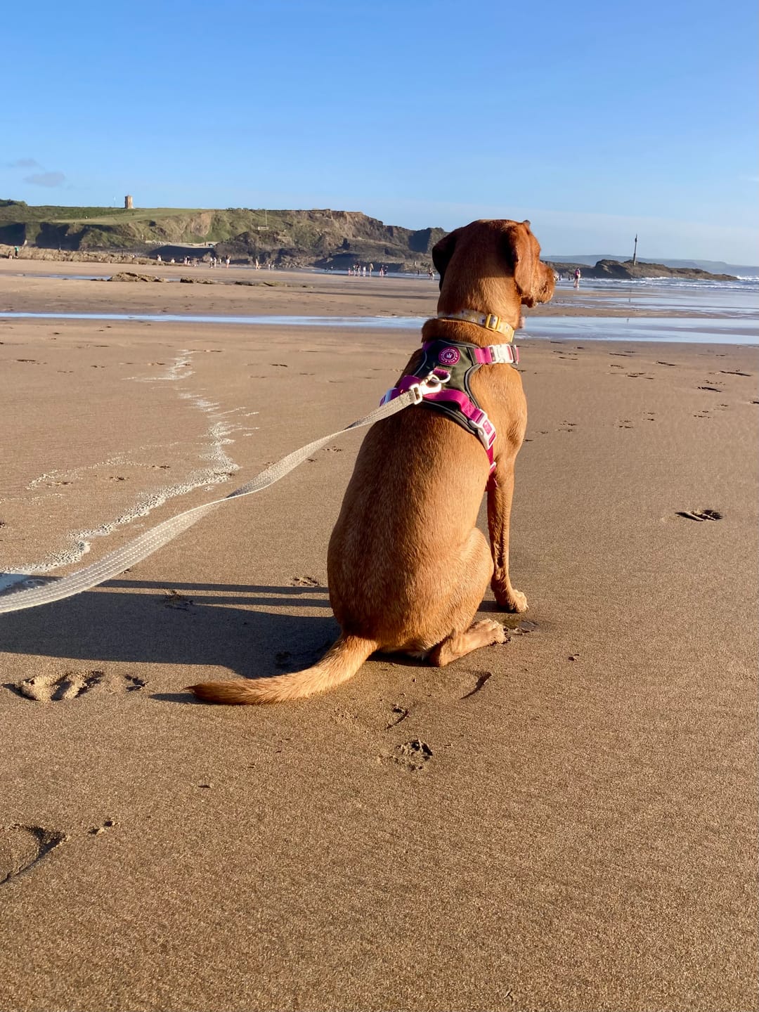 Customer photo review of Trail & Glow Dog Harness - COLOUR DROPS® - Olive it Hot
