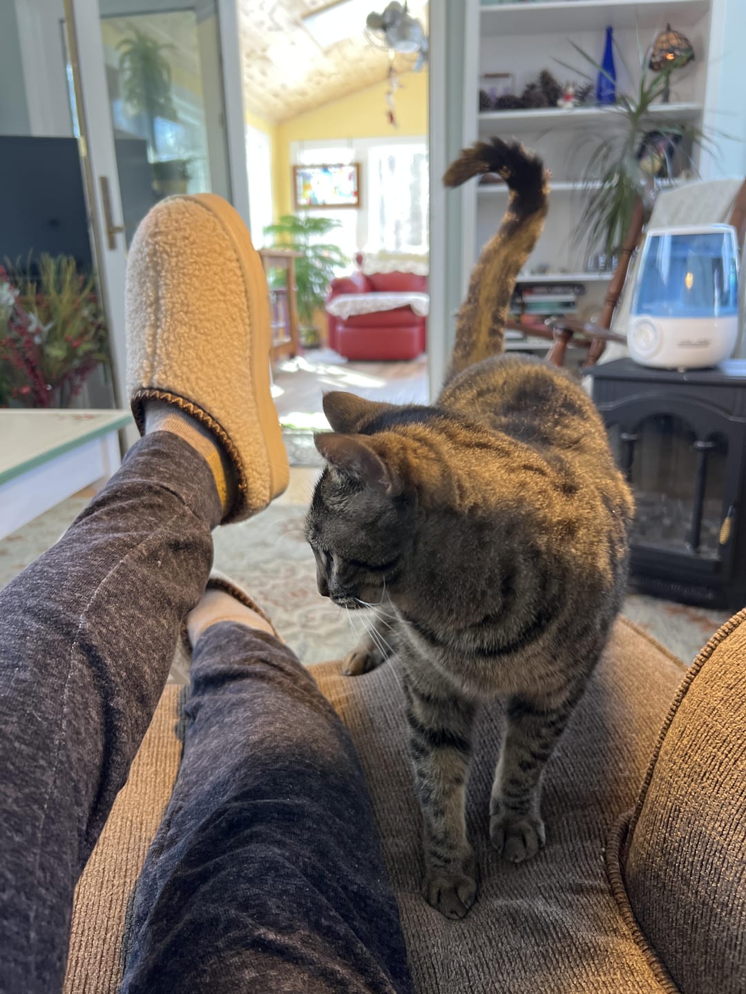 Customer photo review of SNUGGLE MARTIS OAT