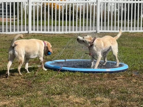 Dog enjoying water play