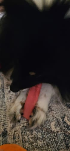 Customer photo review of 4-Stick Yak Chew Pack – Mint, Banana, Strawberry & Pumpkin