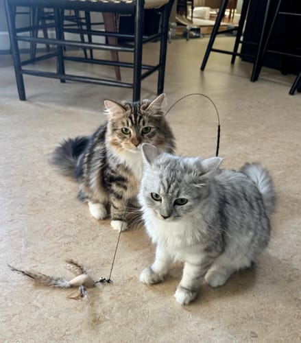 Customer photo review of Interactive Bird Simulation Cat Toy Set