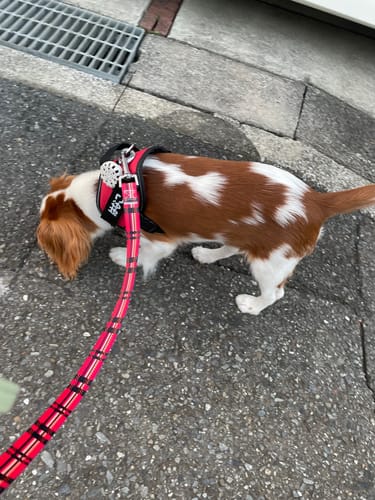 Customer photo review of FunFunPet 高機能ハーネス（お名前タグ作成サービス付き）
