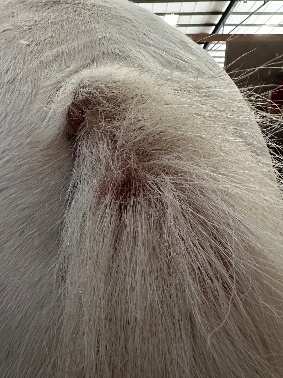 Customer photo review of Horse Gel