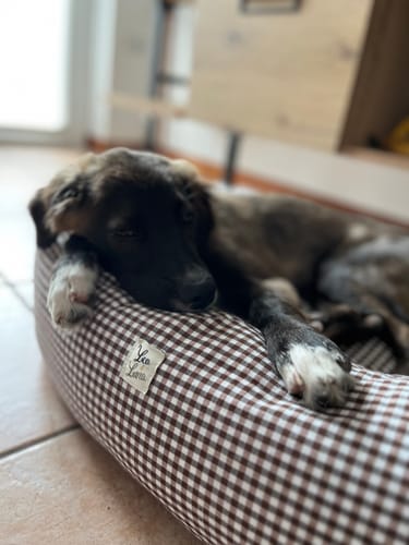 Customer photo review of Divanetto Vichy Marrone