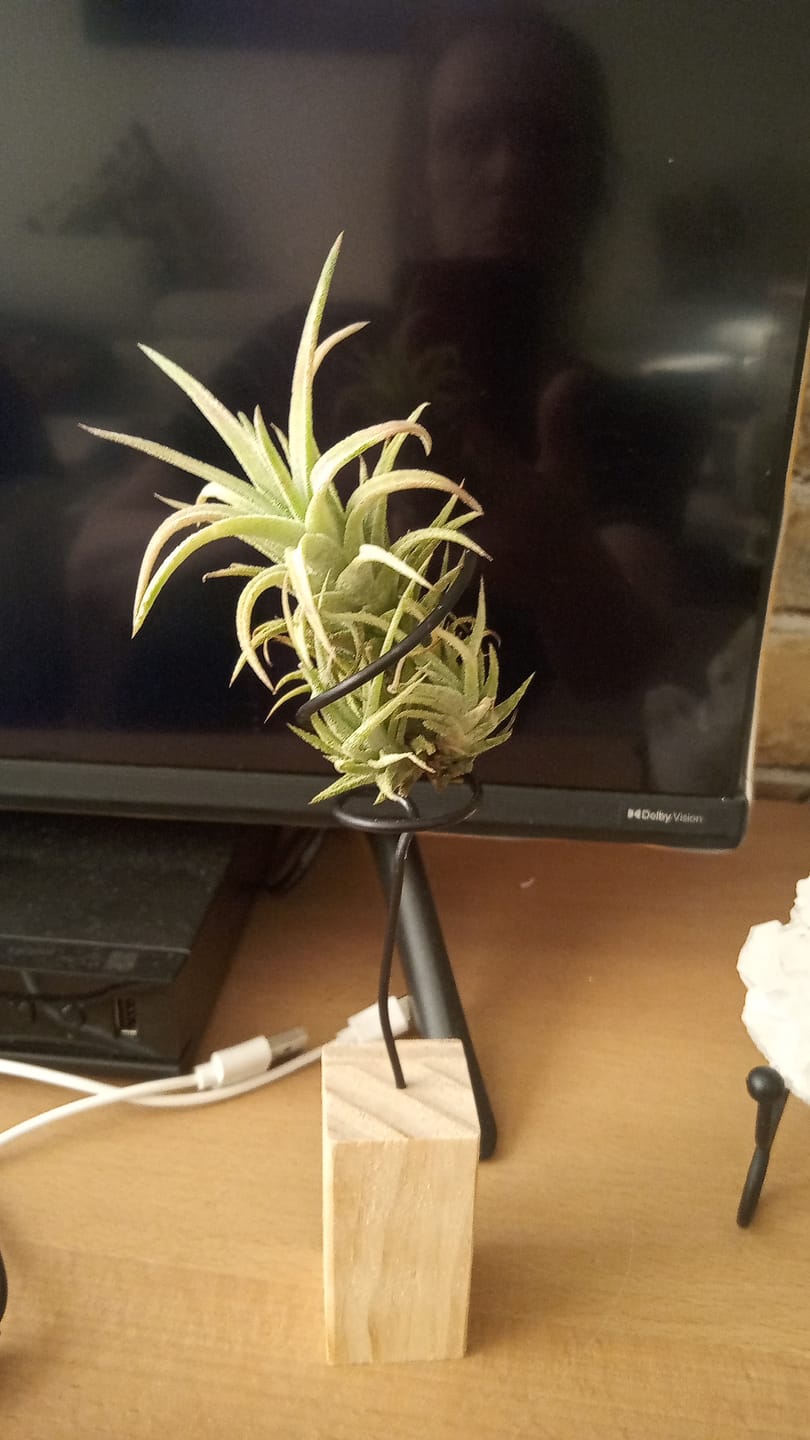 Customer photo review of Tillandsia vanhyningii