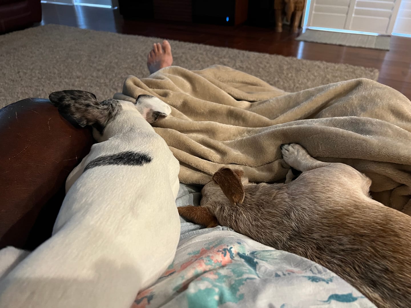 Customer photo review of Royal Canin Gastrointestinal Low Fat + Hydrolyzed Protein Dry Dog Food