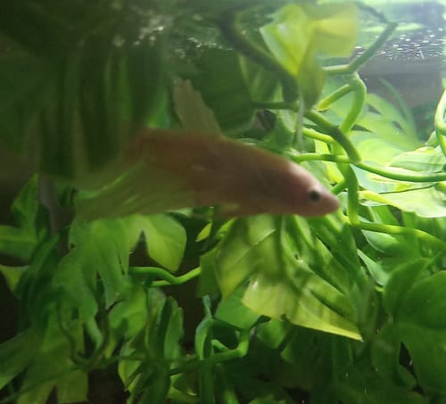 Customer photo review of Female Betta Fish Dumbo White Halfmoon