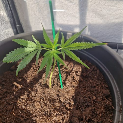 Customer photo review of Wappa Steckling