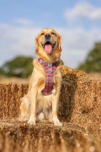 Customer photo review of Tough Trails™ Harness -  Tweed Sunset