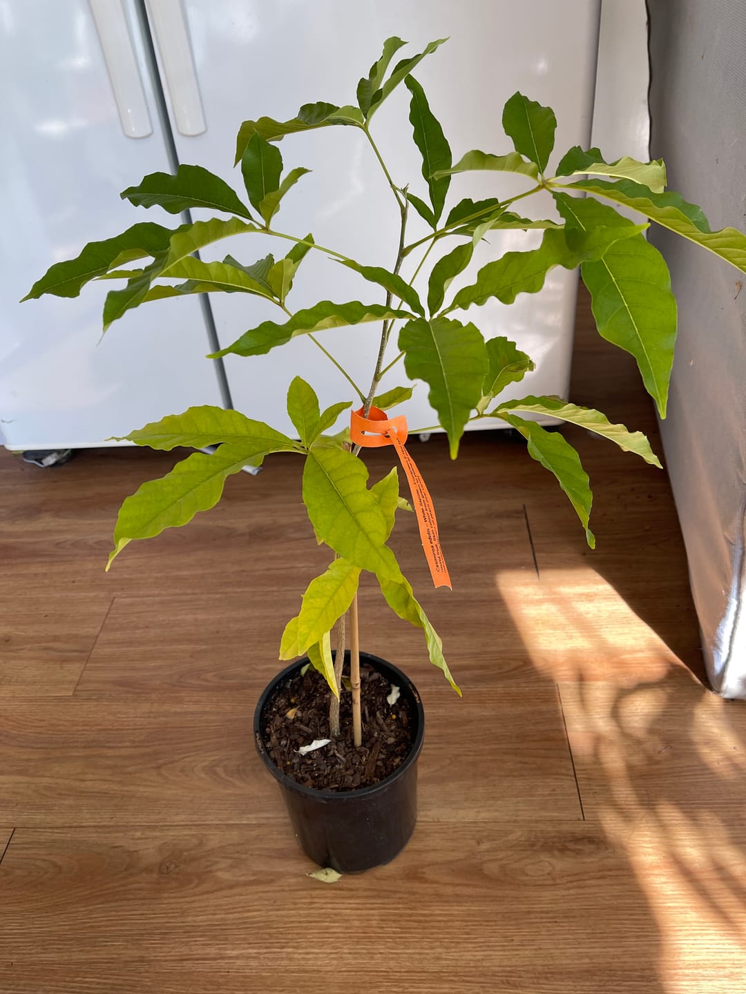 Customer photo review of White Sapote
