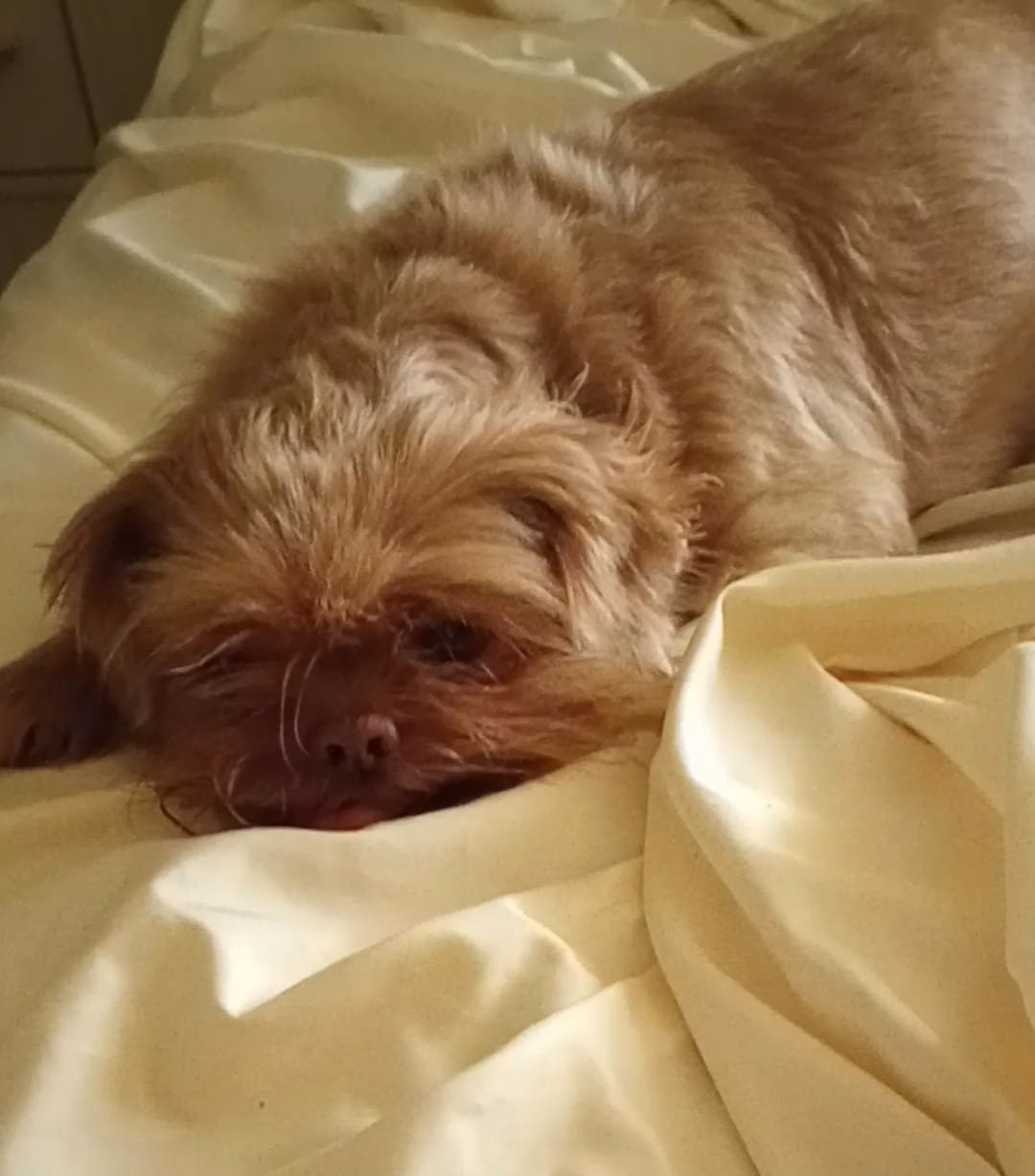 Customer photo review of BUY 2 BAGS & SAVE iHeartDogs Allergy & Itch Relief Chews for Dogs