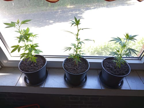 Customer photo review of Einsteiger Set Stecklinge