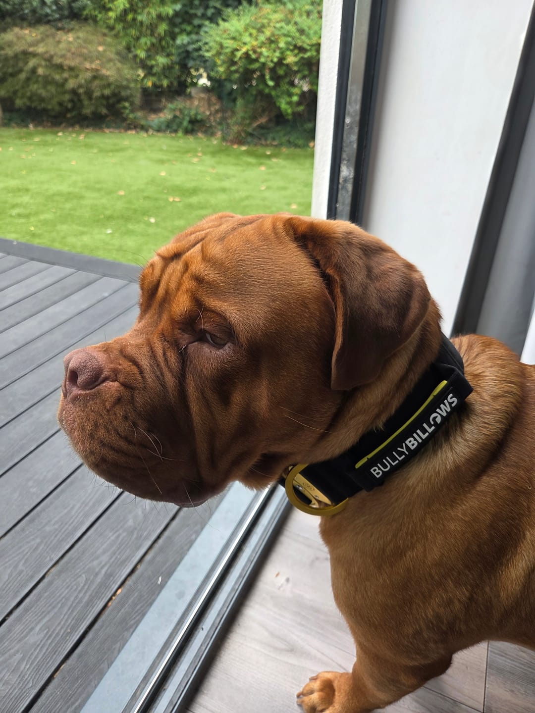Customer photo review of 5cm Lighter Combat® Collar | With Handle Secure Clip - Black x Yellow