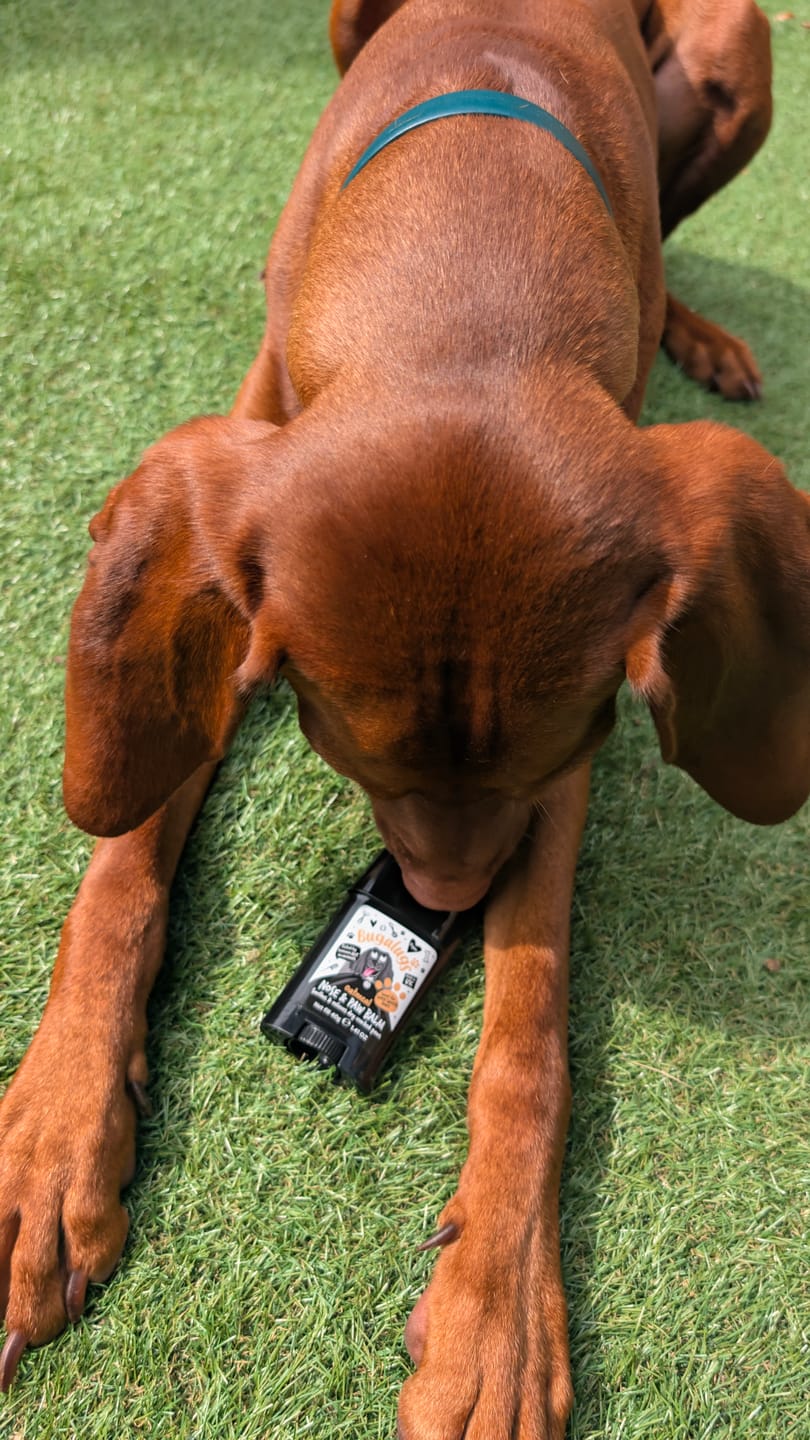 Customer photo review of Oatmeal Nose & Paw Balm Stick for Dogs