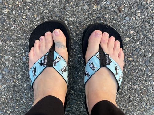 Customer photo review of Boston Terriers