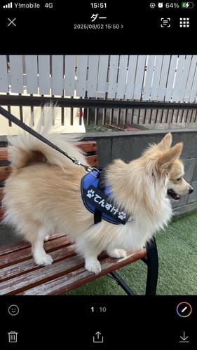 Customer photo review of FunFunPet 高機能ハーネス（お名前タグ作成サービス付き）