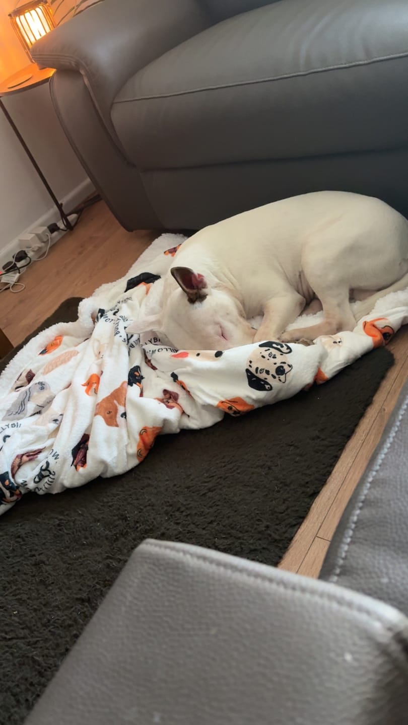 Customer photo review of Luxury Dog & Human Blanket