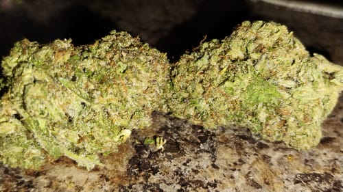 Customer photo review of Gruntz - Greenhouse Light Dep THCA